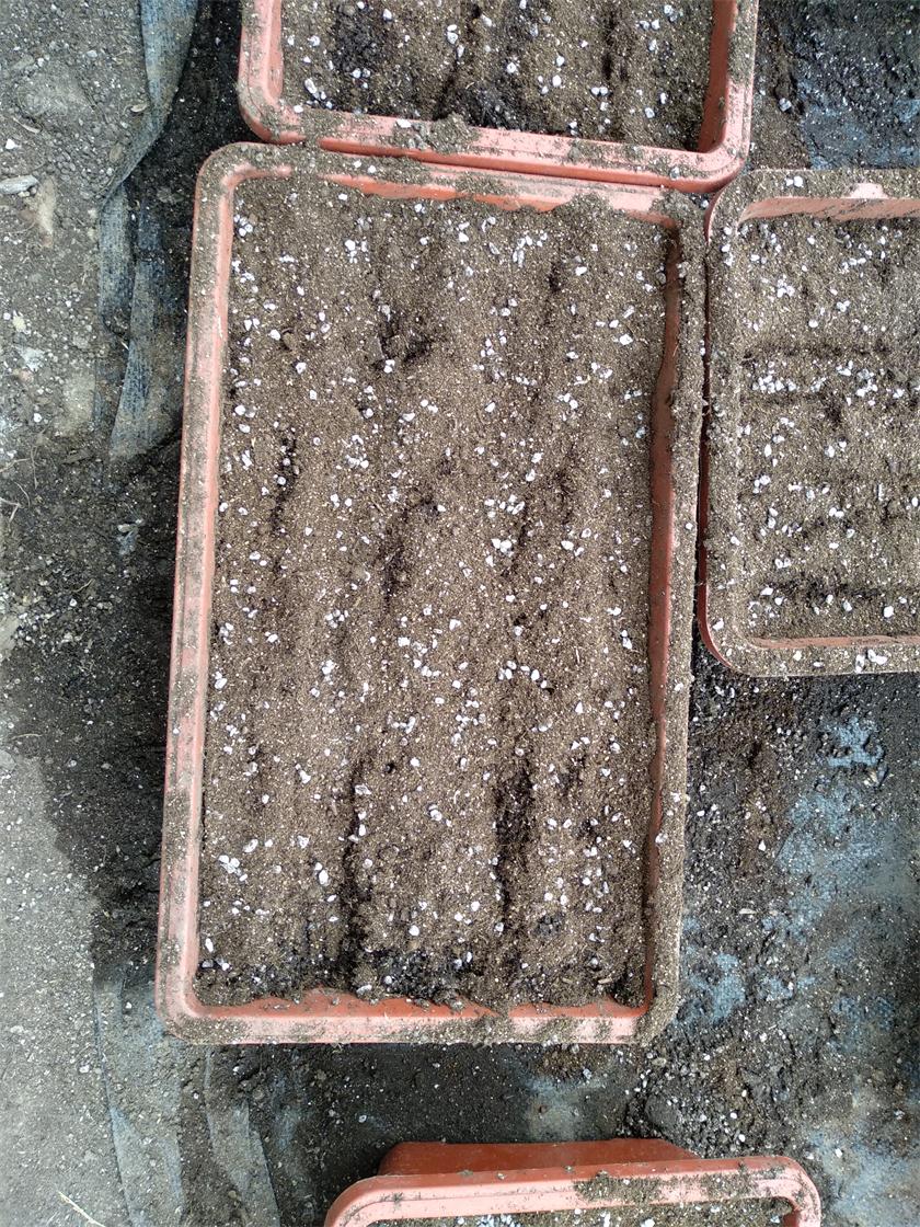 盆栽蔬菜用的基質