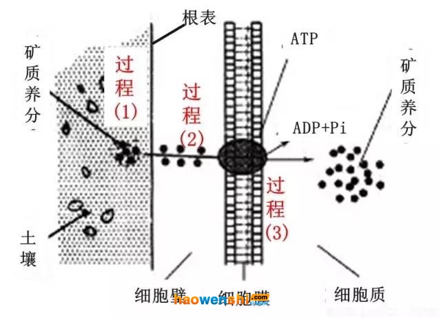 根系吸收養分過程