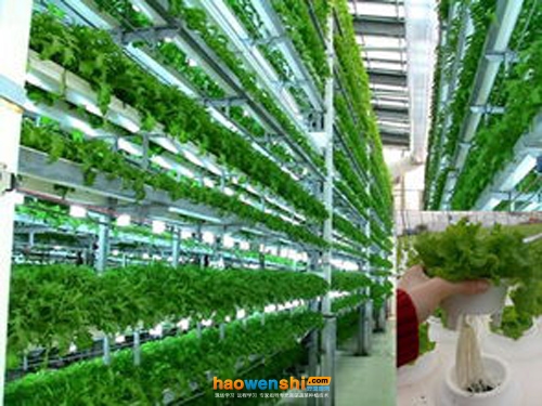 水培種植系統.jpg