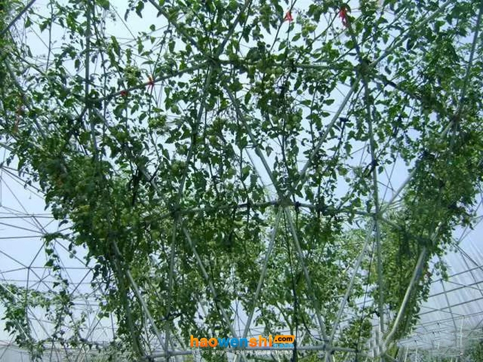 番茄樹的鋼構樹霧培.jpg