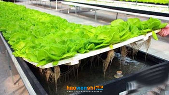 營養液膜栽培.jpg