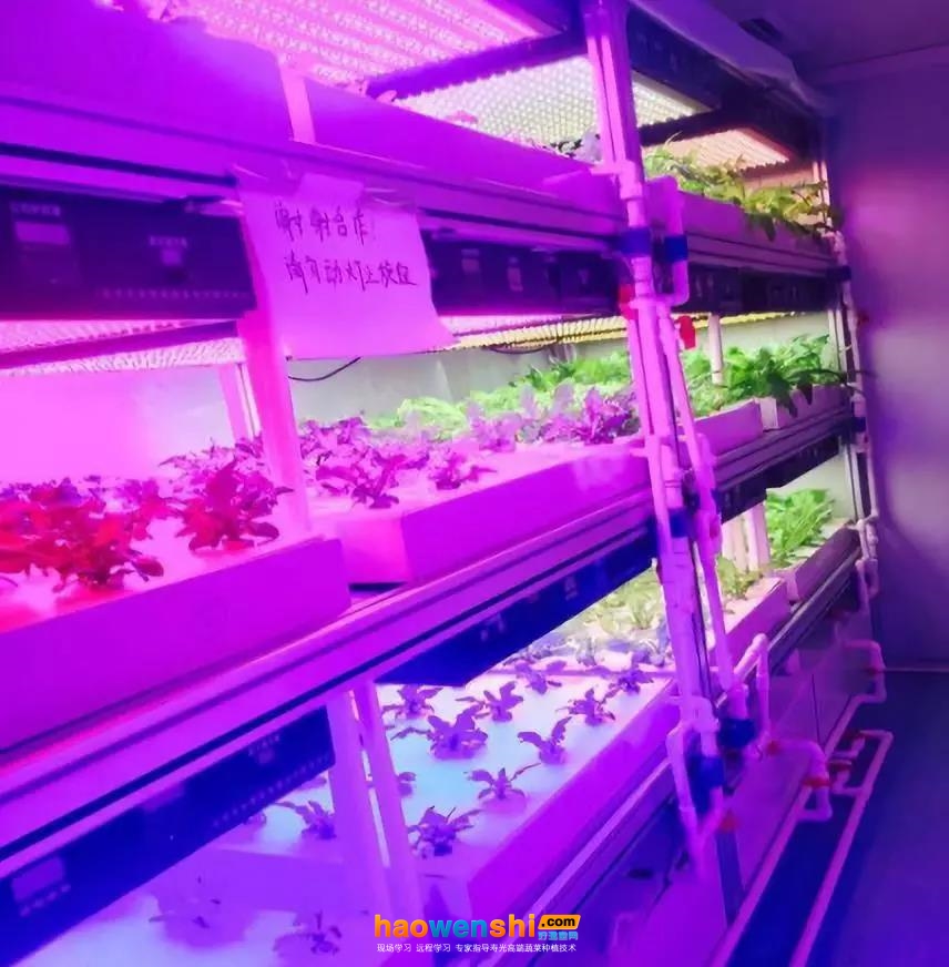 集裝箱植物工廠內部.jpg