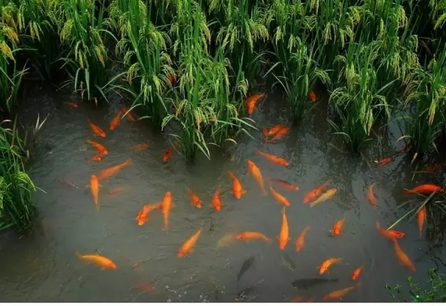 水生蔬菜系統.jpg