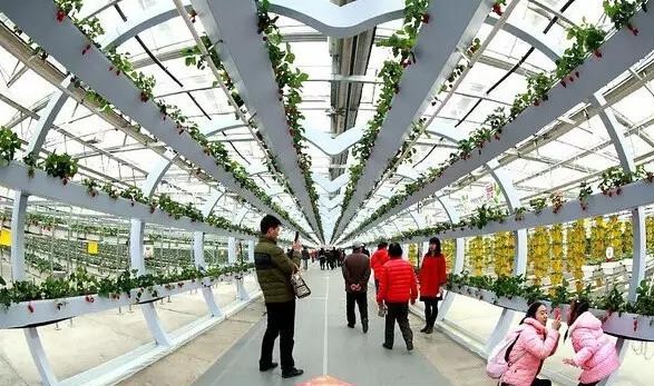 無土栽培草莓創意連廊.jpg