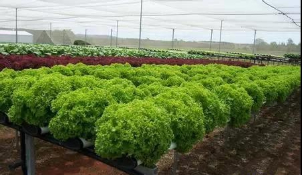 營養液膜技術（NFT）.jpg