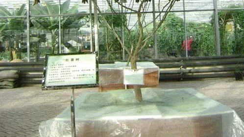 無土栽培紅薯--營養液池.jpg