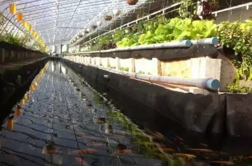 無土栽培魚菜共生水生蔬菜系統.jpg