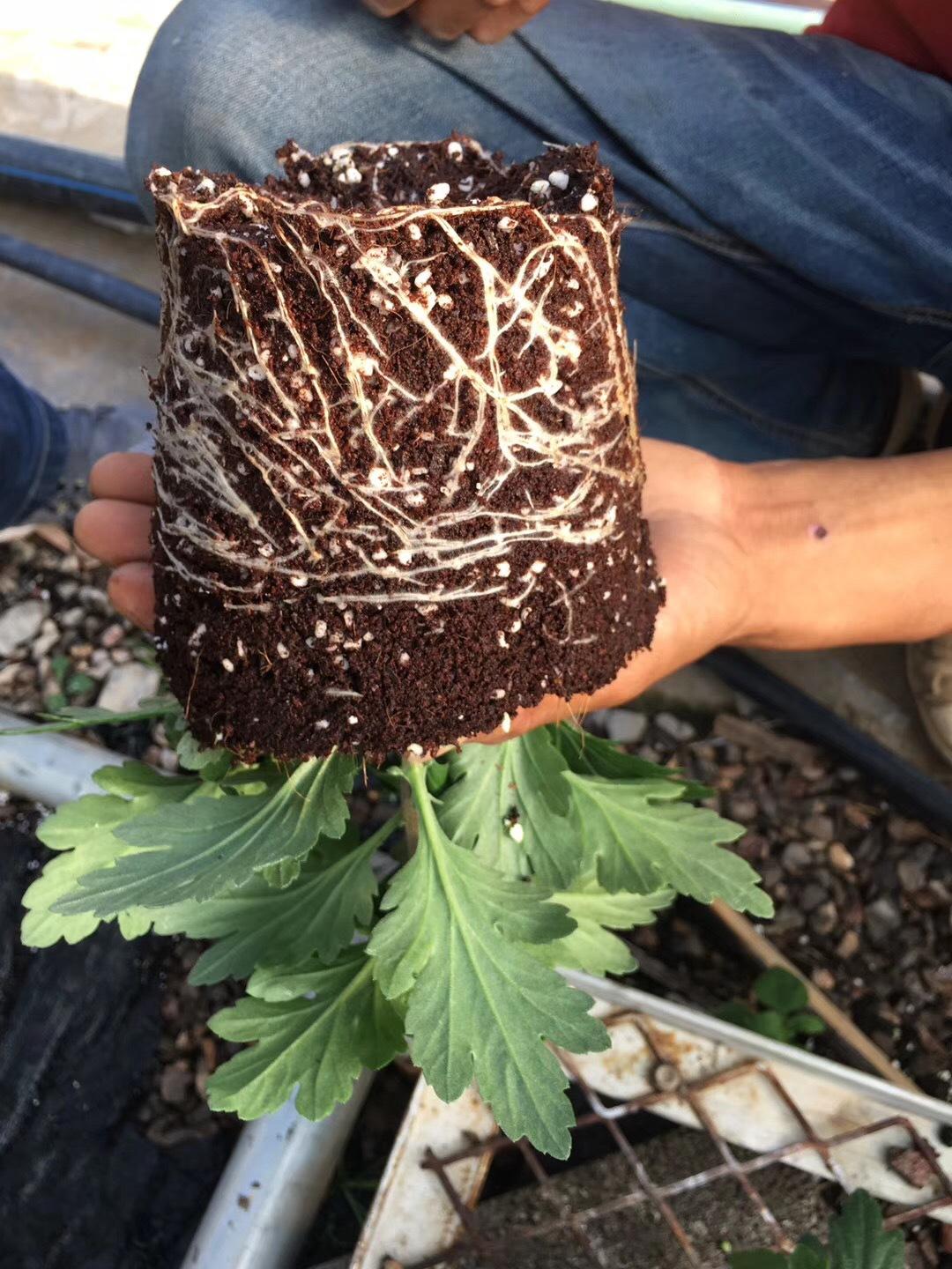 無土栽培基質椰糠種植具有良好的透氣性以及非常好的保水和保肥性.jpg
