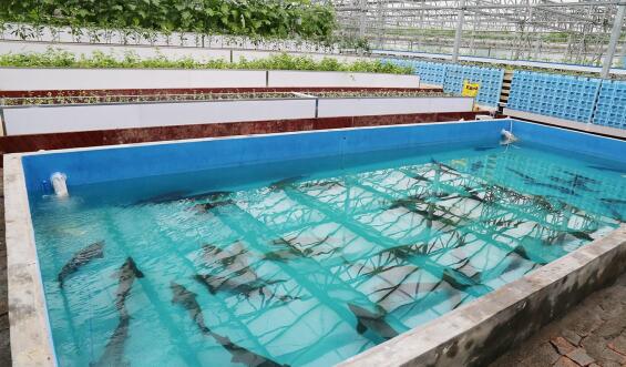 無土栽培魚菜共生系統.jpg