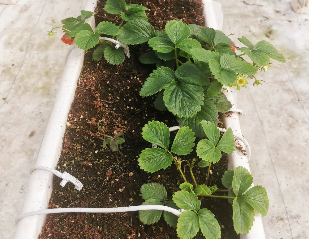 如何促進草莓花芽分化？草莓花芽分化期如何管理？