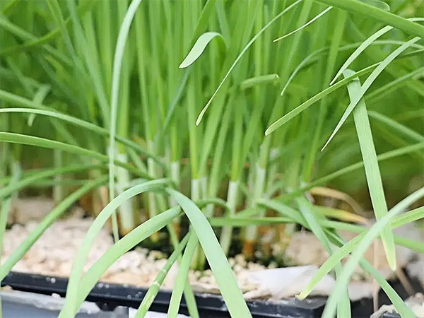 水培韭菜莖稈細弱的原因解析與優化策略