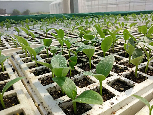 蔬菜育苗關鍵技術解析：從環境調控到催芽管理