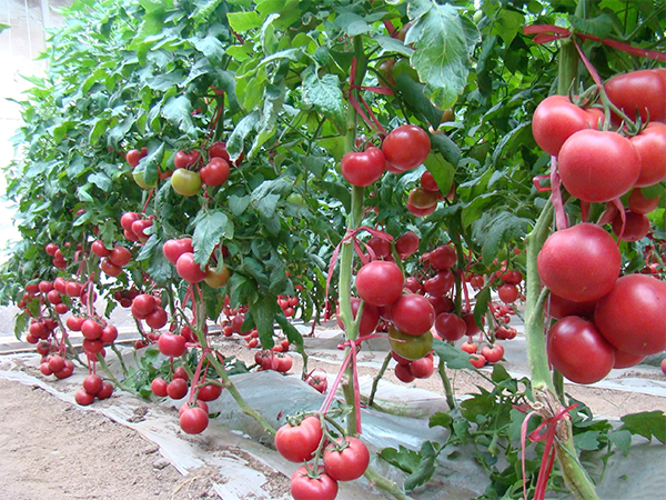 大棚西紅柿科學打葉管理技術解析  ?